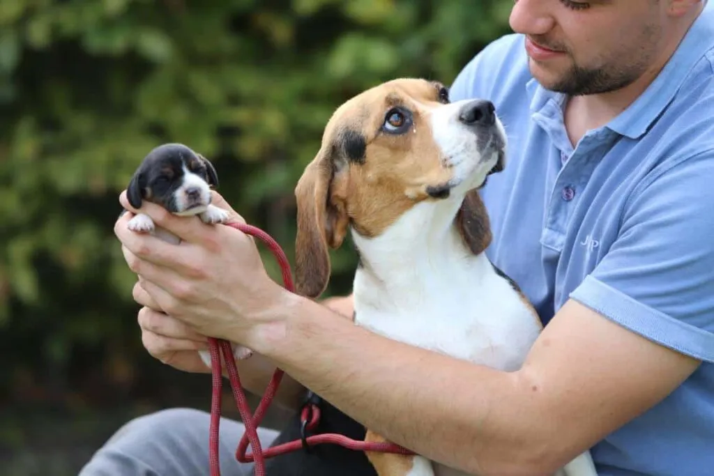 Pros and cons of beagles: are beagles good dogs? 2 Cons of beagles