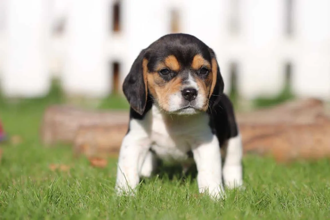 Waar vind ik een geweldig goede beagle fokker? 14 Beagle fokkerslijst