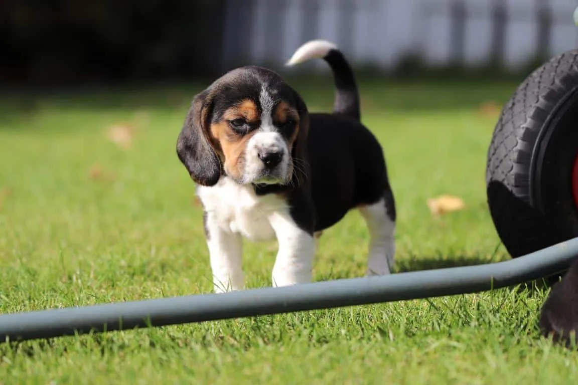 Waar vind ik een geweldig goede beagle fokker? 13 Beagle fokker