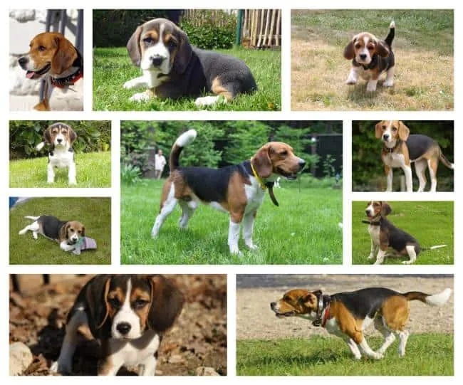Beagle pups oost-vlaanderen te koop 1 Beagle prix