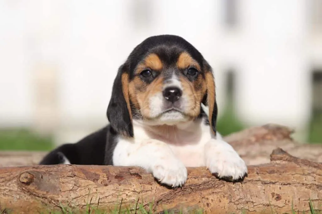 Beagle price, how much does a beagle puppy cost? 1 Schattige puppy met zwart, bruin en wit vacht ligt op een boomstam.