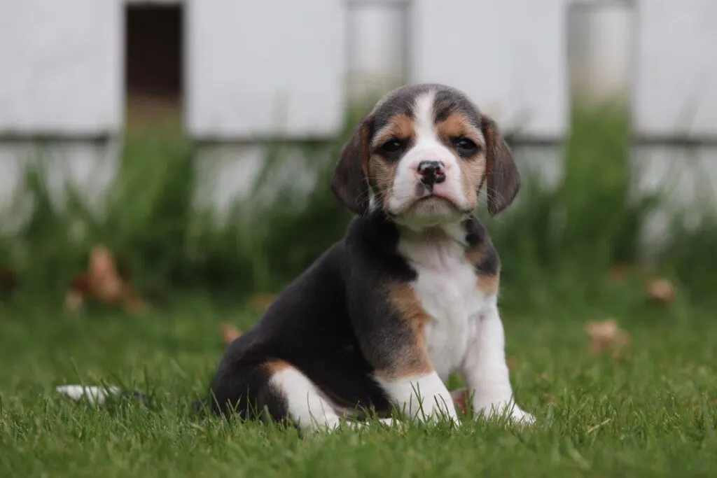 Beste tipps, um einen beagle-welpen stubenrein zu machen 2 Beagle puppy