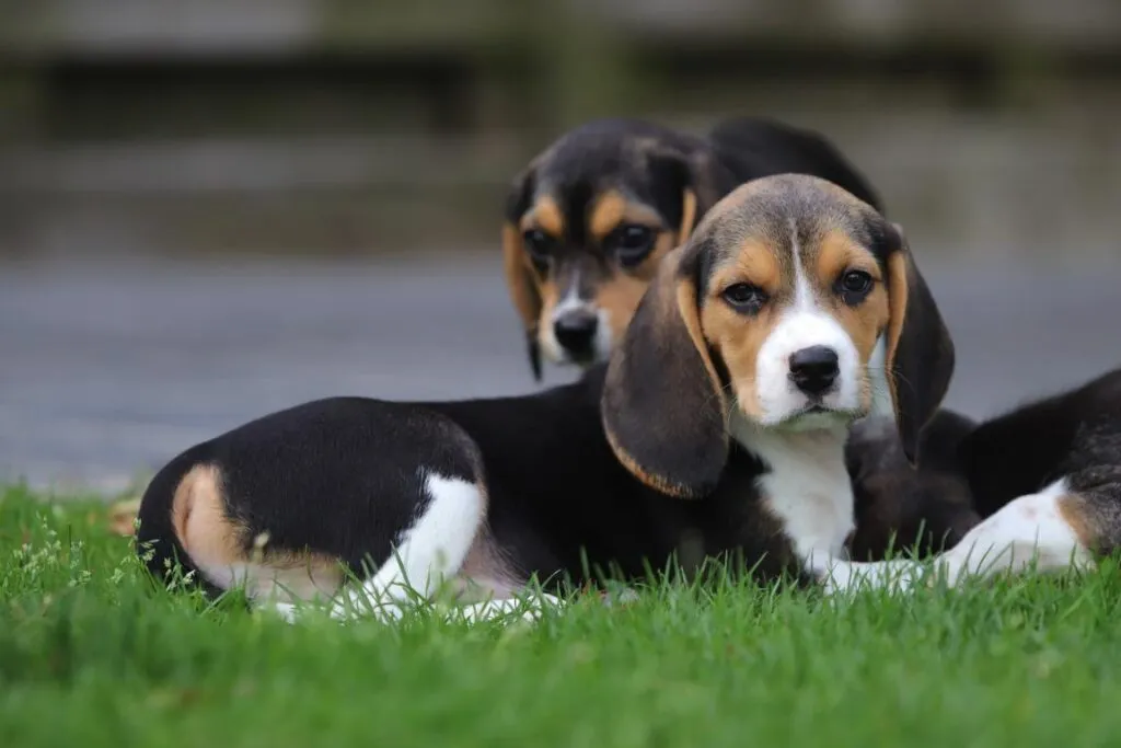 A crate for a beagle: how big should it be? 6