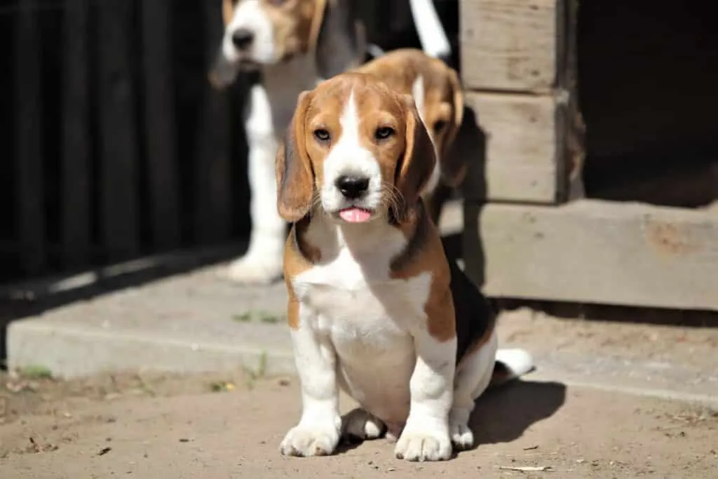 Leeftijd van een beagle: hoe oud wordt een beagle? 2