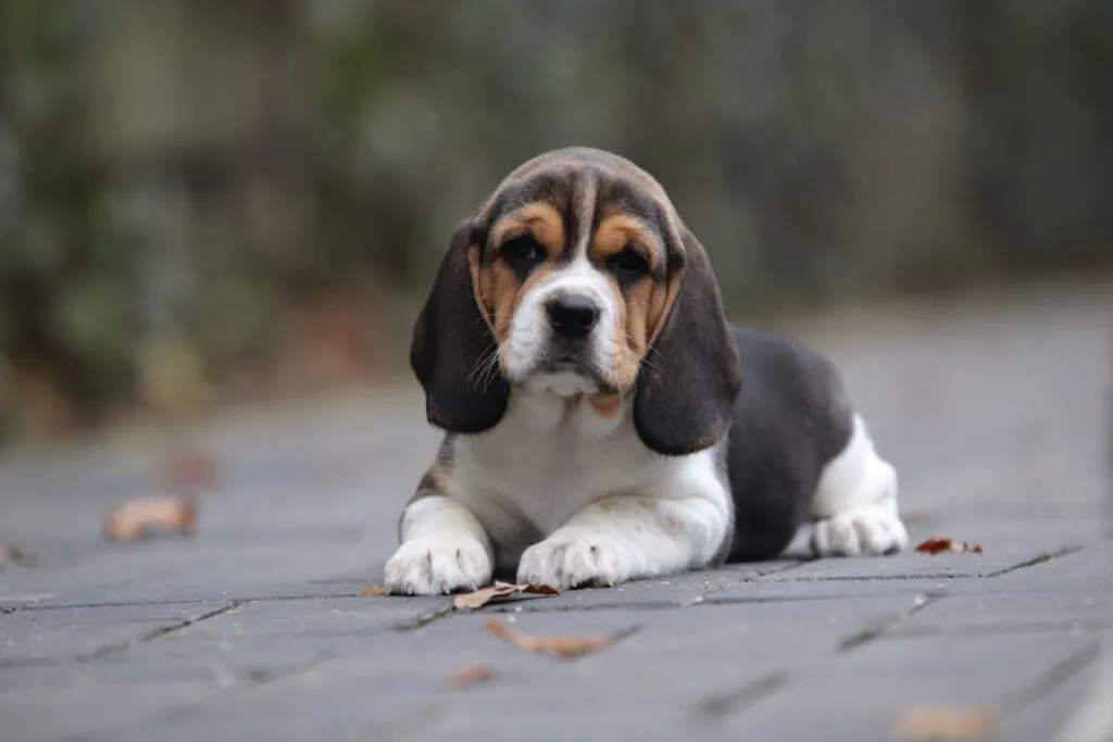 Wat moet je weten als je een beagle in huis haalt? 1 Beagle hond puppy