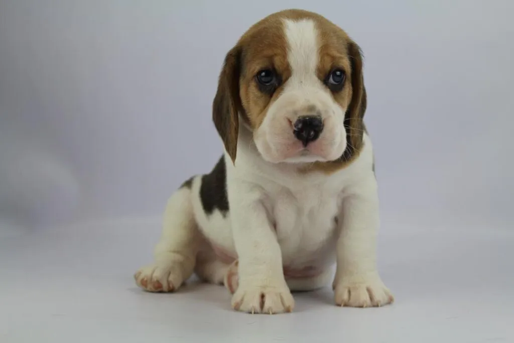 Pros and cons of beagles: are beagles good dogs? 3 Beagle training
