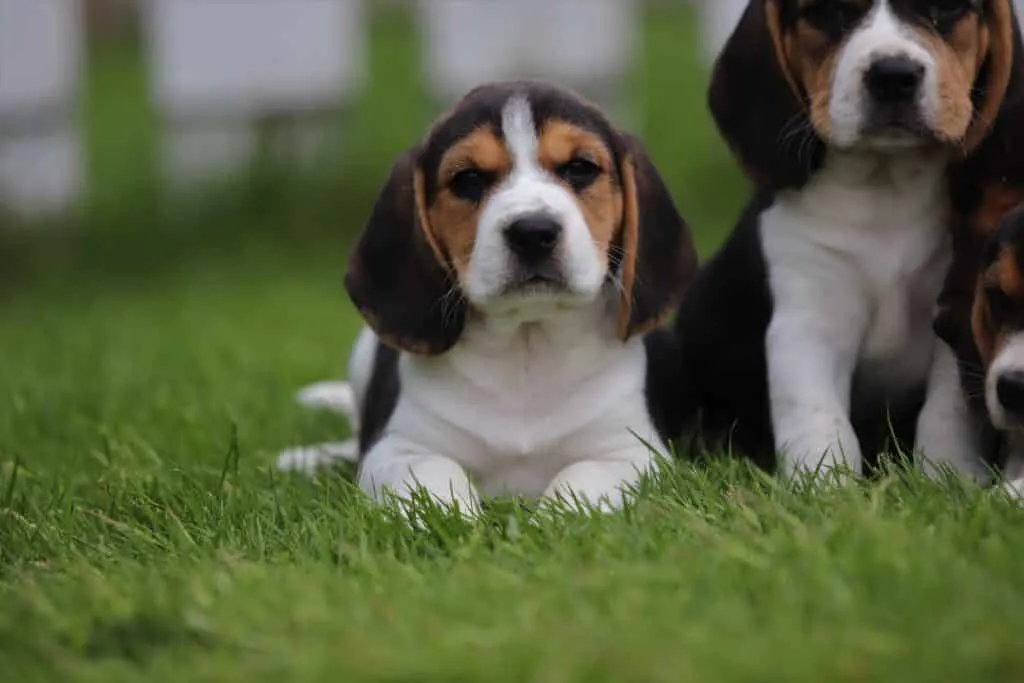 When does a beagle go into heat? 1 Beagle loops