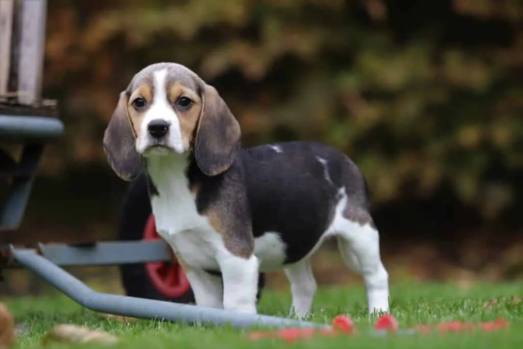 Leeftijd van een beagle: hoe oud wordt een beagle? 1 Beagle