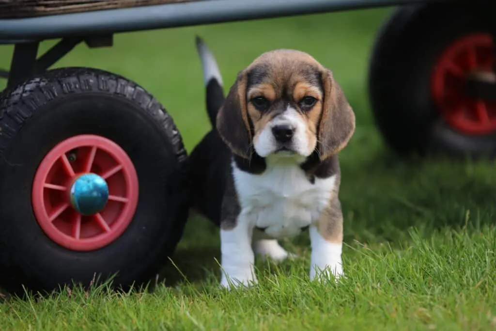 What are the characteristics of a beagle? 1 Kenmerken beagle