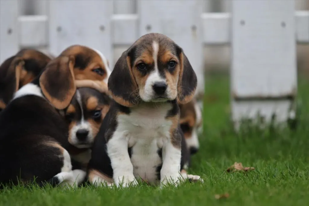 Wat moet je weten als je een beagle in huis haalt? 3