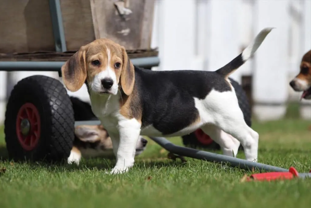 A crate for a beagle: how big should it be? 5