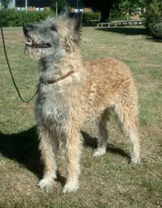 Belgische honden - belgisch hondenfokker 8 Laekense herder