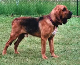 Rode hond op grasveld bij woefkesranch in belgië.