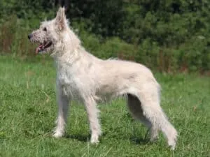 Witte irish wolfhound in groen landschap bij woefkesranch.