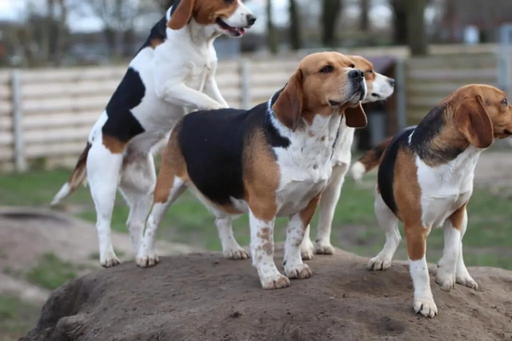 Wat moet je weten als je een beagle in huis haalt? 2