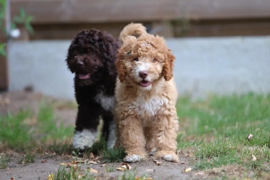 Mittelgroße hunderassen: welche hunderassen sind mittelgroß? 6 Twee schattige puppy's in de tuin bij woefkesranch.