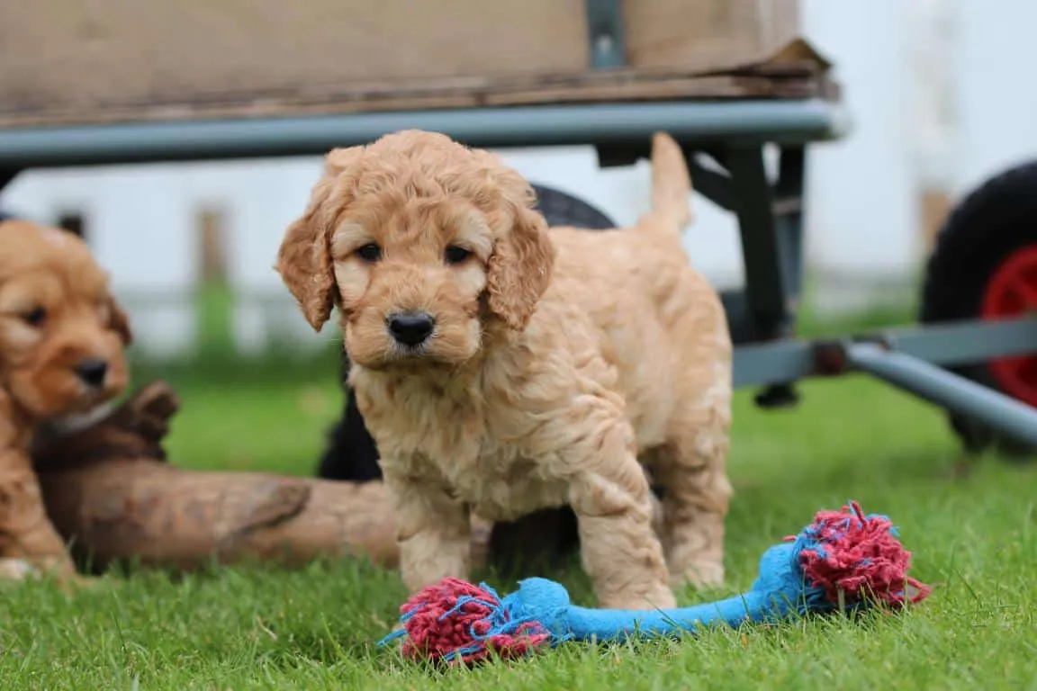 Chiens hypoallergéniques, chiens hybrides, chiens « designer » 39 Chien de race hypoallergénique