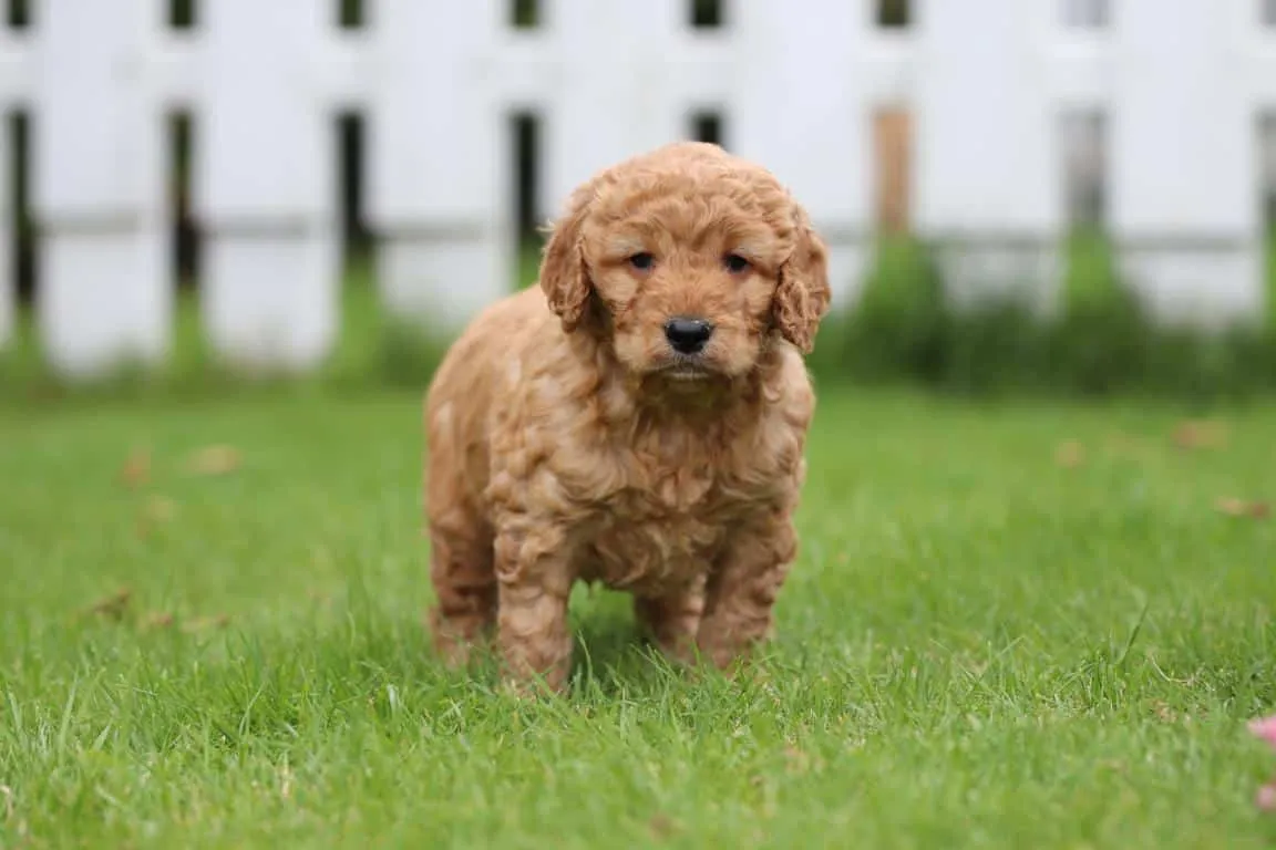 Chiens hypoallergéniques, chiens hybrides, chiens « designer » 37 Races de chiens hypoallergéniques