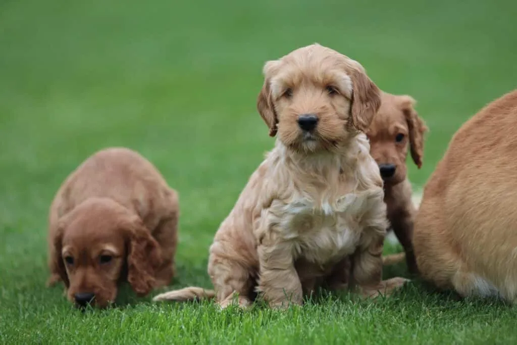 Mittelgroße hunderassen: welche hunderassen sind mittelgroß? 5 Schattige puppy's op groene grasweide bij woefkesranch.