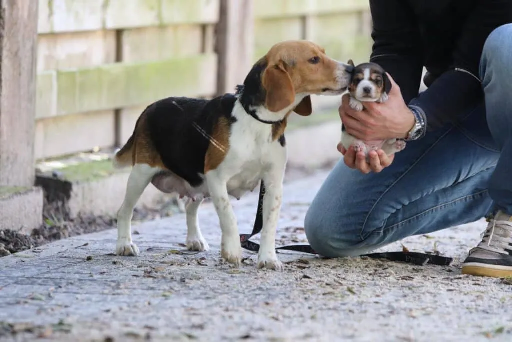Wat moet je weten als je een beagle in huis haalt? 4 Beagle in huis halen