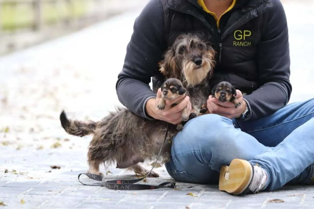 Belgische welpen dackel