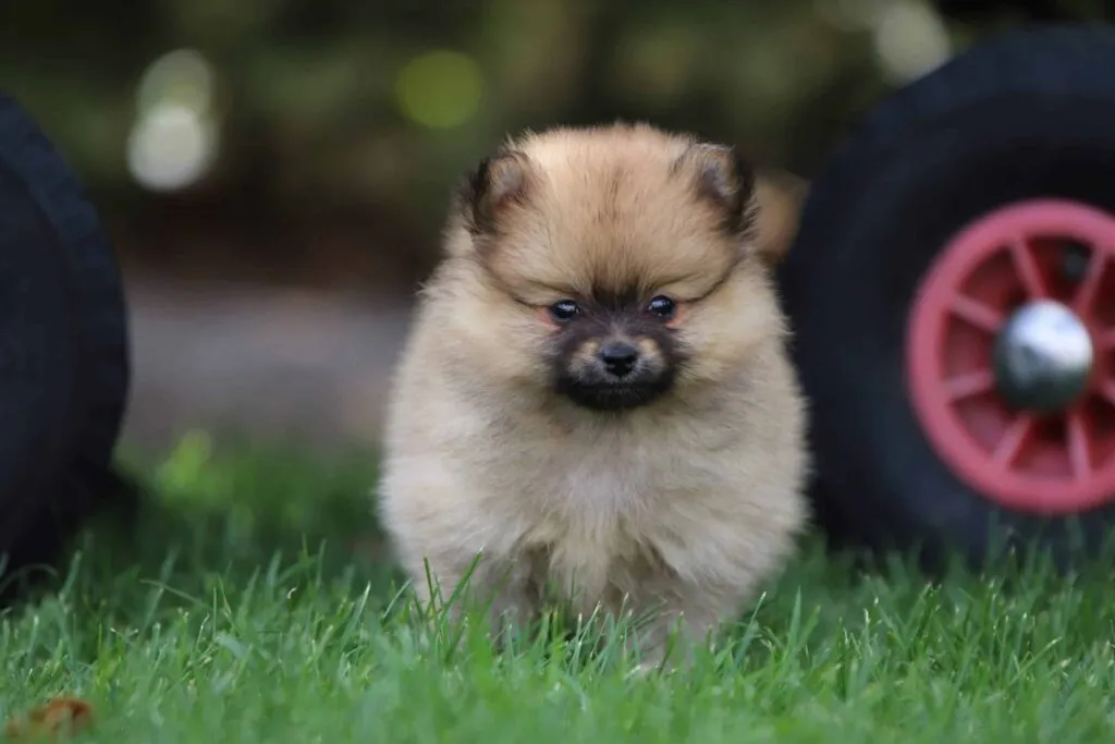 Petites races de chiens pour enfants