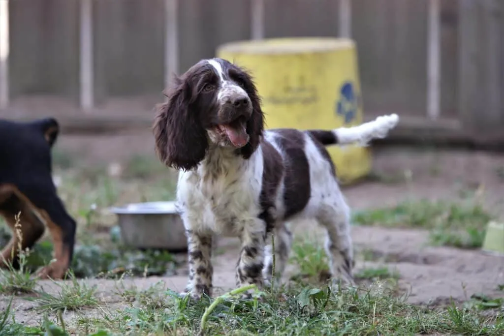 English cocker spaniel left alone