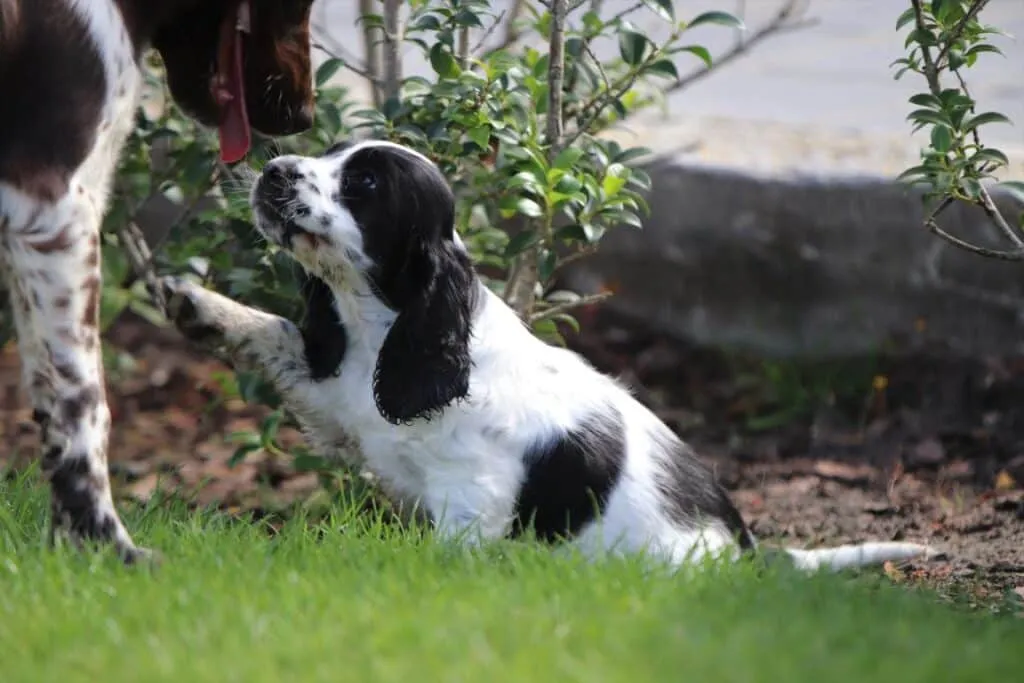 Mittelgroße hunderassen: welche hunderassen sind mittelgroß? 7 Schattige puppy die speelt met een grote hond in de tuin.