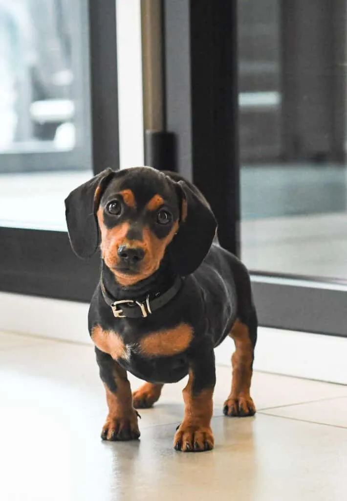 Schattige teckel puppy bij woefkesranch, klaar voor adoptie.