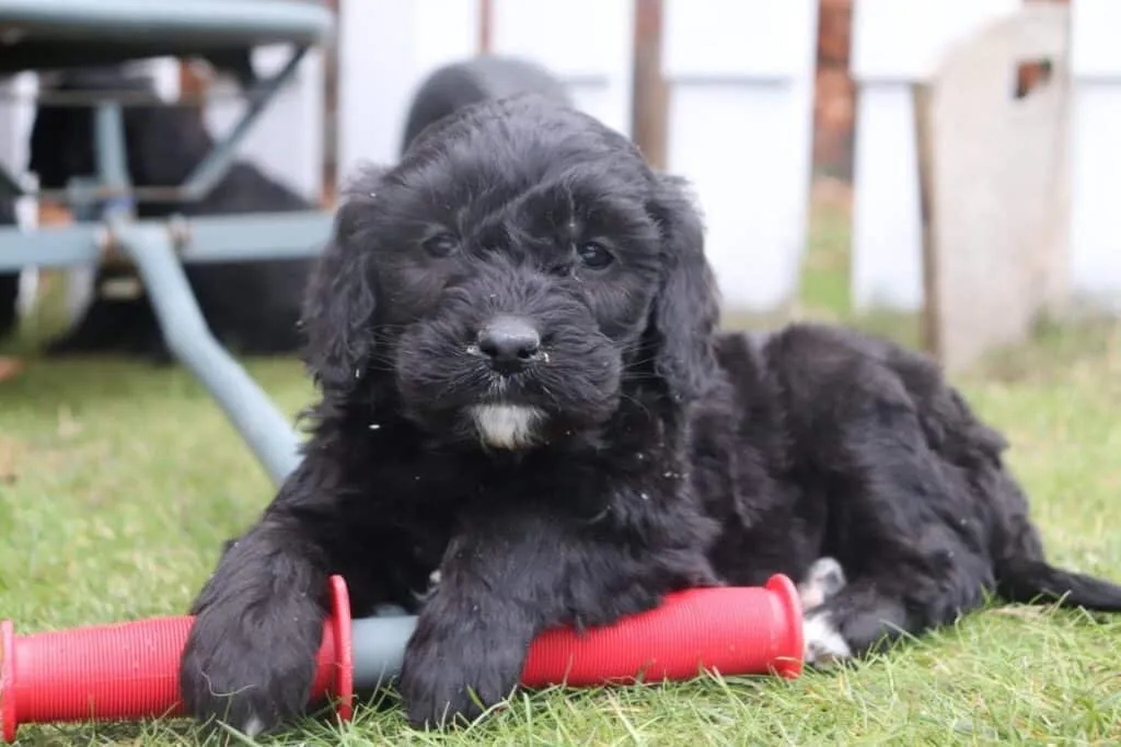 Goldendoodle