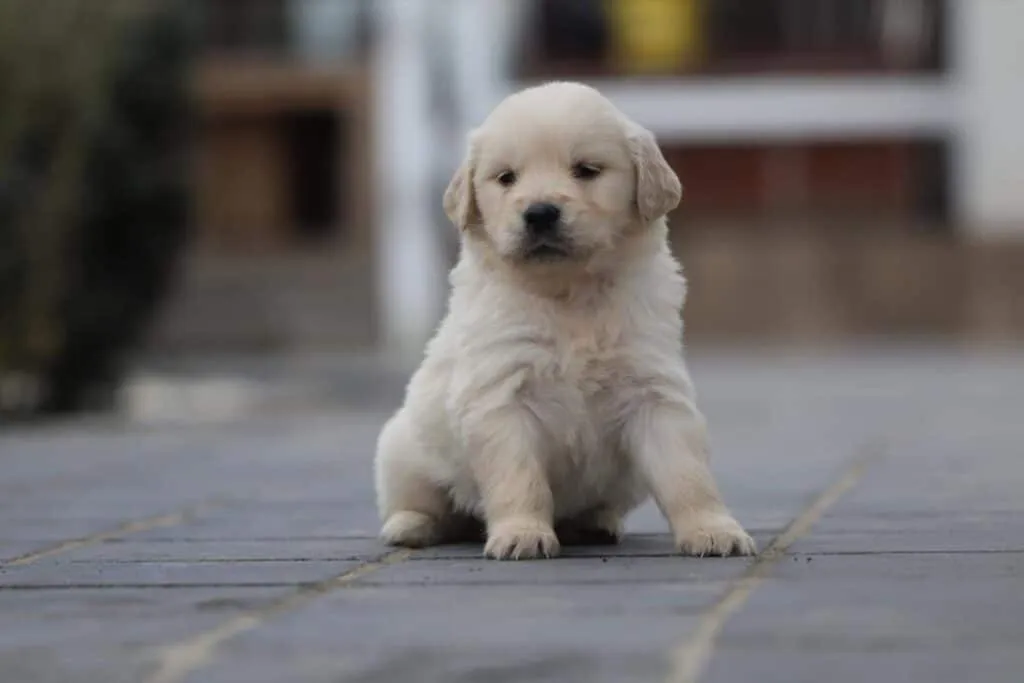 Golden retriever price: how much does a golden retriever puppy cost? 6 Golden retriever pup kosten