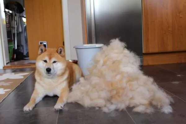 Haarausfall bei einem shiba inu 1 Shiba inu borsteladvies