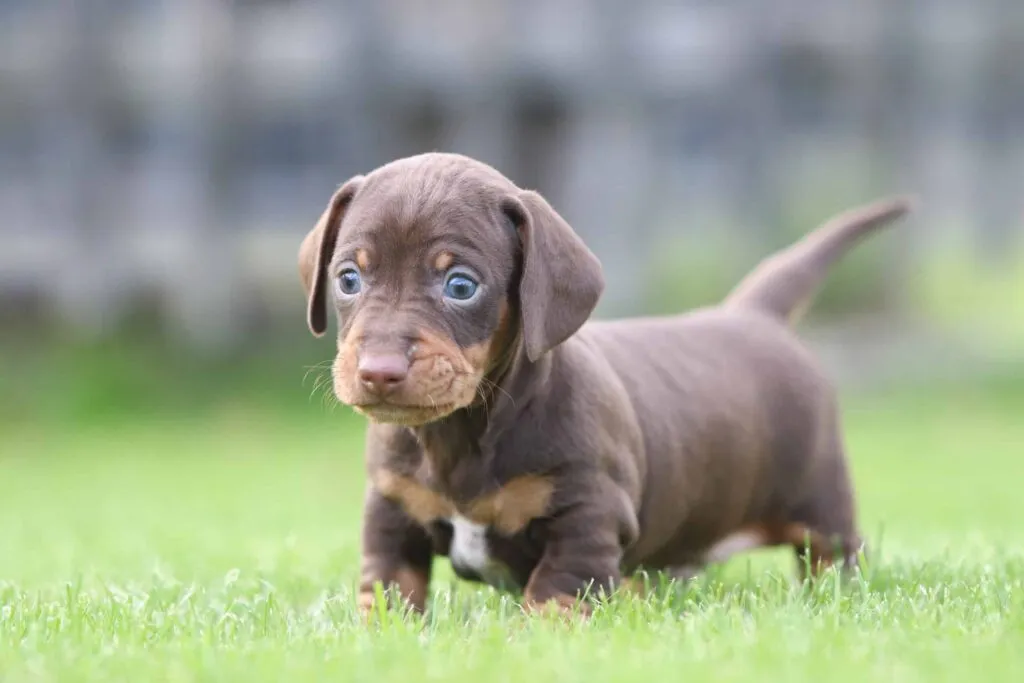 Top 10 des petites races de chiens