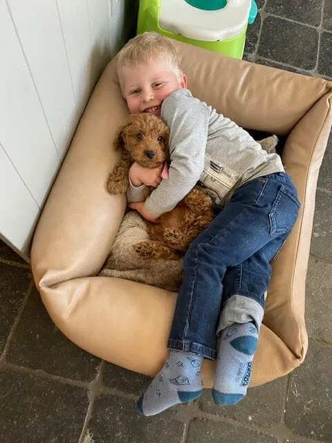 Child-friendly family dog 14 Child-friendly household dogs