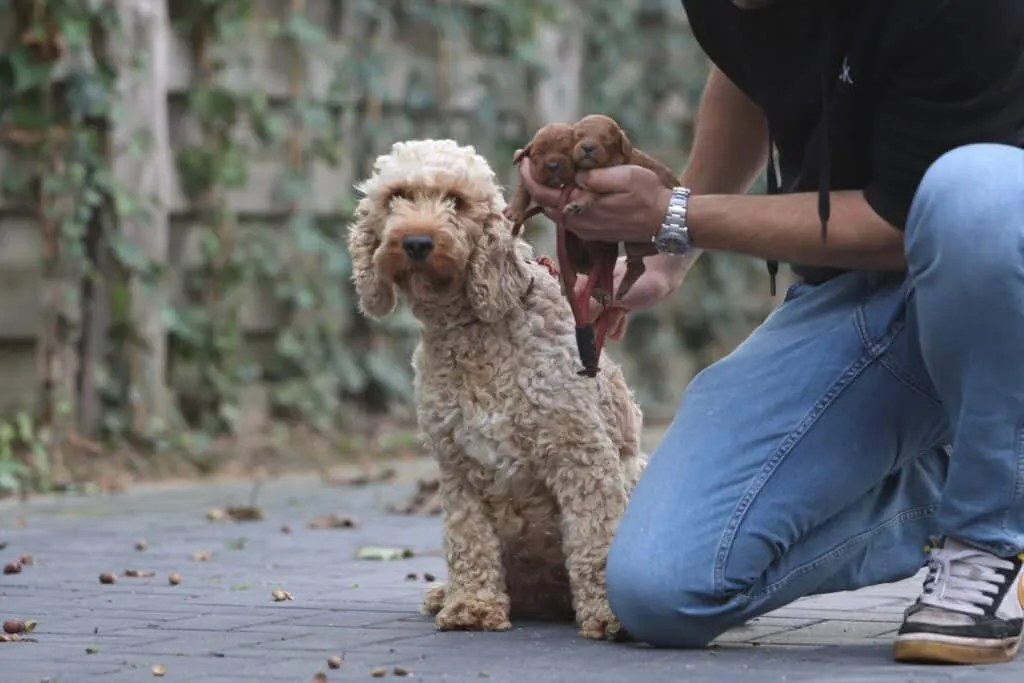 Comment reconnaître un bon éleveur de chiens? 1 Bon éleveur de chiens