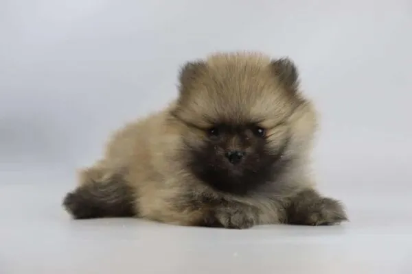 Kleine pomeriaan