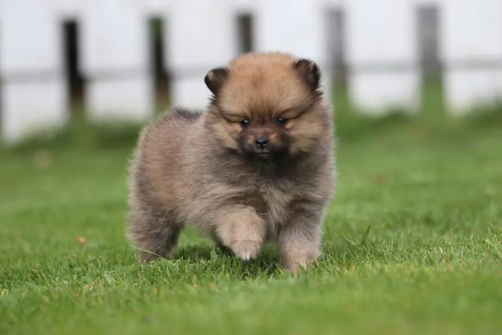 Dwarf spitz or pomeranian puppies for sale - buy spitz puppies, pomeranian from breeder 3 Miniature spitz - pomeranian puppies for sale