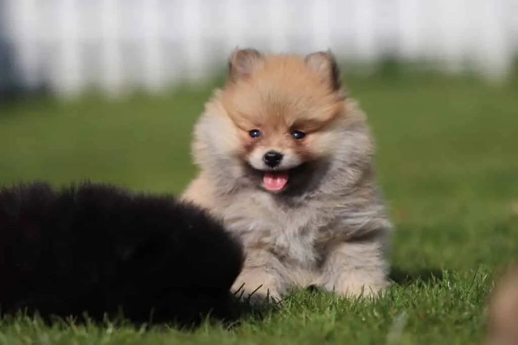 Poméranien adulte : à quoi ressemblera-t-il après 1 an? 4 Spitz nain - pomeranian chiots à vendre