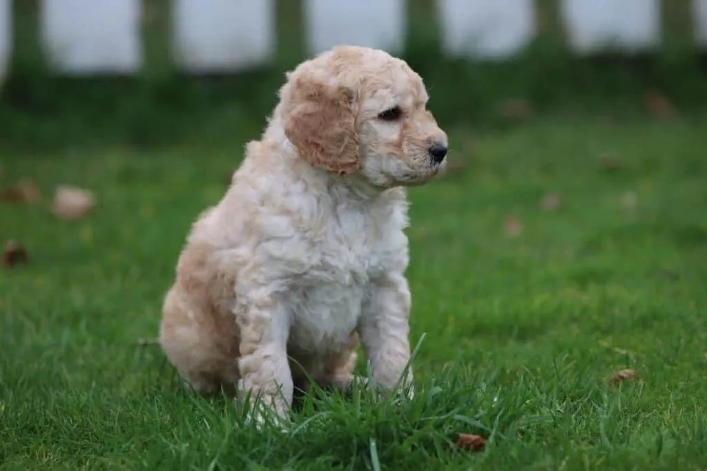 Labradoodle-preis: was kostet ein labradoodle? 5 Labradoodle prijzen vergelijken