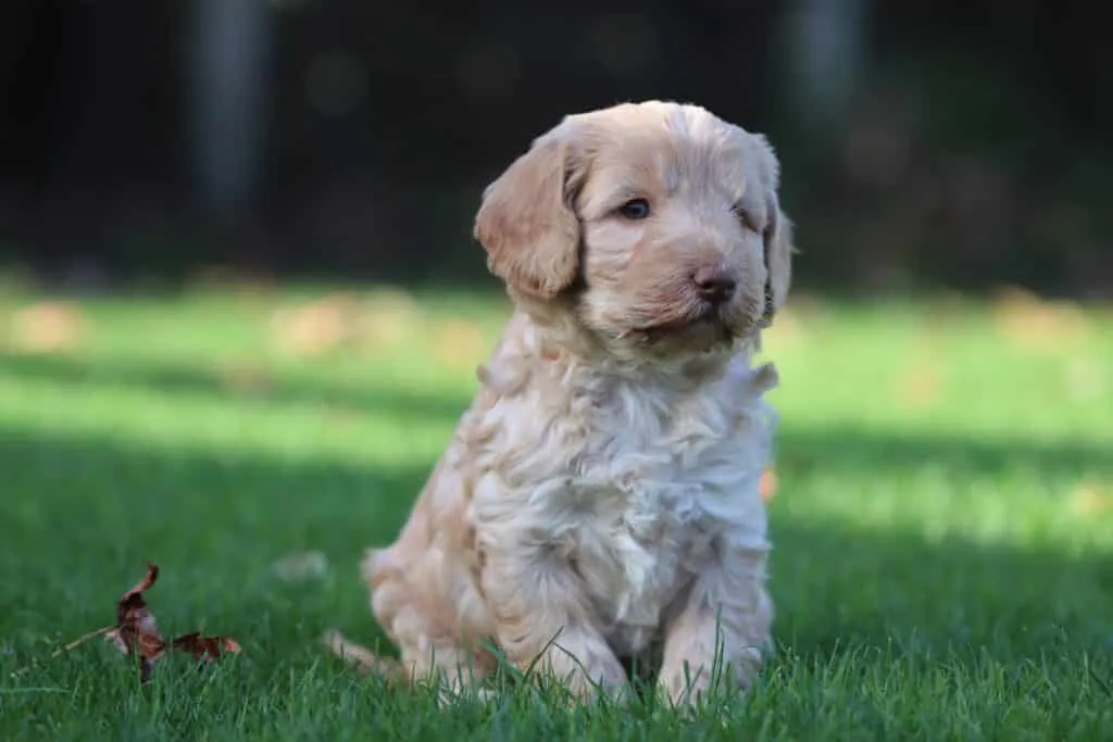 Chiens qui ne perdent pas de poils ou très peu 6 Labrador puppy zittend op gras met groene achtergrond.