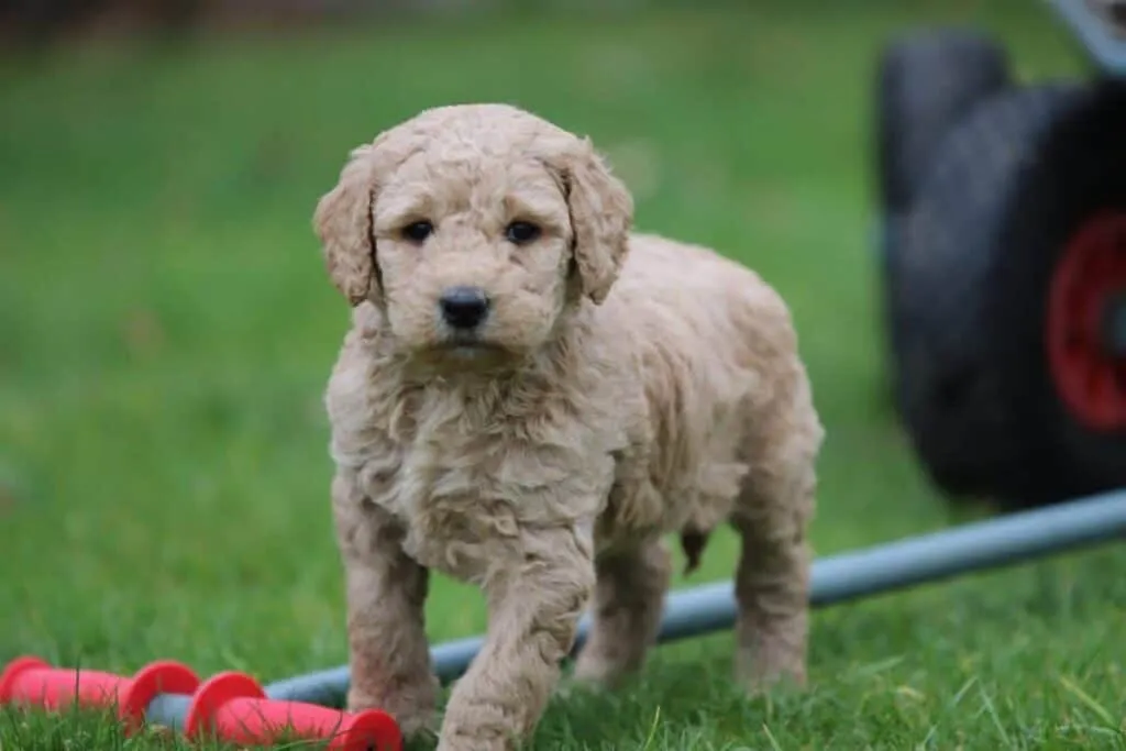 Labradoodle-preis: was kostet ein labradoodle? 6 Labradoodle prijs