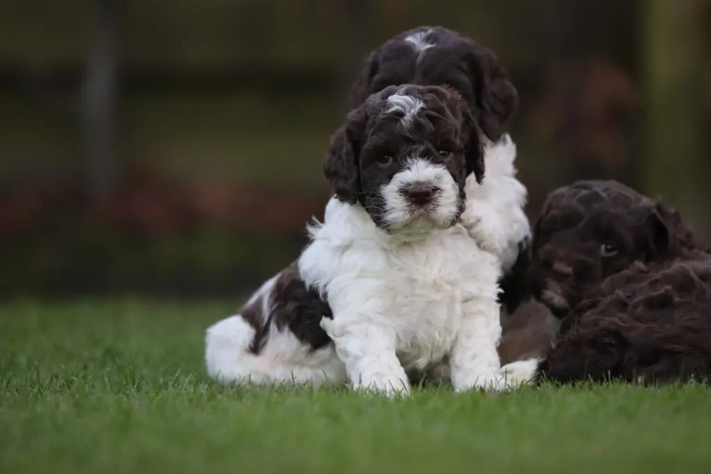 Drie schattige puppy's in de tuin op woefkesranch.