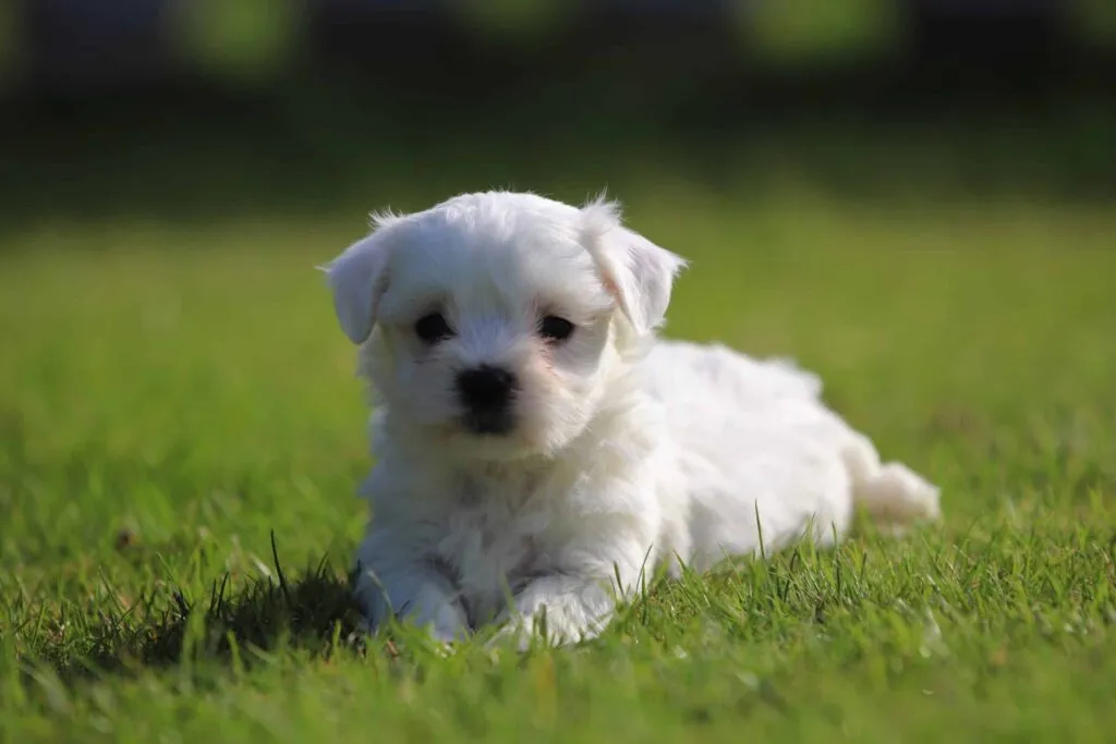 Les meilleures races de petits chiens - acheter des petits chiens 4 Petits chiens populaires