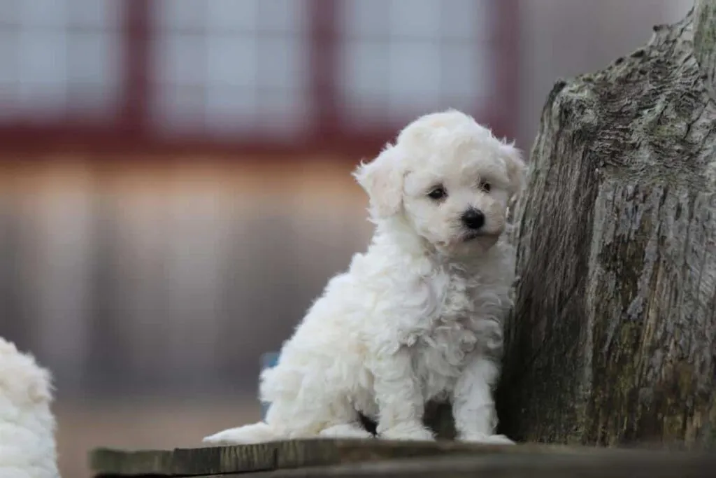 10 faits insolites sur les maltipoo que peu de gens connaissent 4 Maltipoo opvoeding