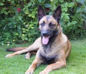 Belgische honden - belgisch hondenfokker 9 Mechelse herder