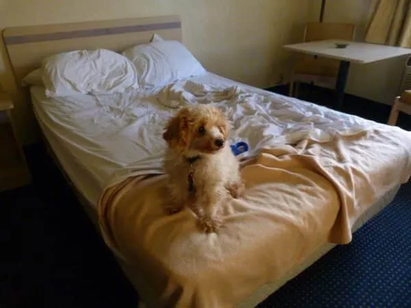 Hund im bett schlafen lassen: ja oder nein? 1 Hund nicht im bett?