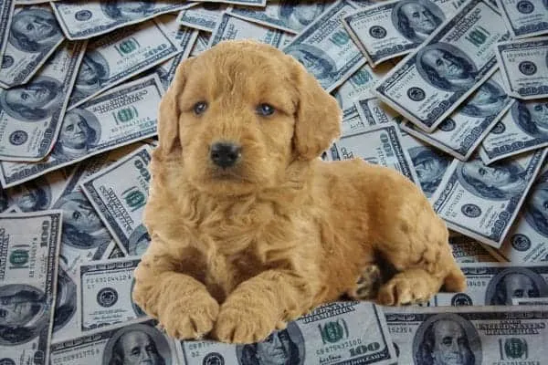Poodle price