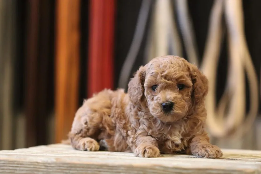 Schattige puppy op houten platform bij woefkesranch.
