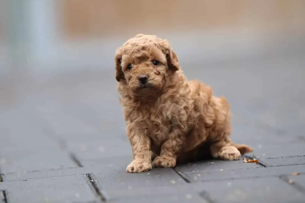Les meilleures races de petits chiens - acheter des petits chiens 3