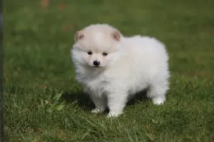 Dwarf spitz or pomeranian puppies for sale - buy spitz puppies, pomeranian from breeder 4 Miniature spitz - pomeranian puppies for sale